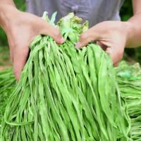 健康绿色干贡菜10斤/件