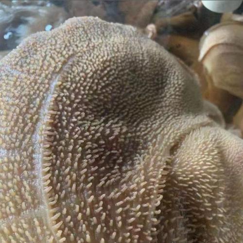 精品大叶片 黄牛大叶片毛肚5斤*6袋